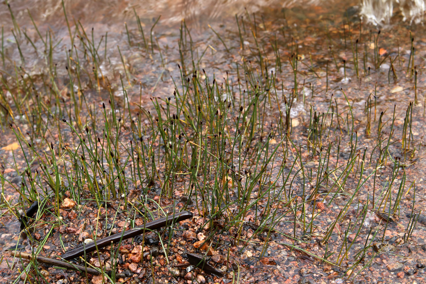 Image of genus Eleocharis specimen.