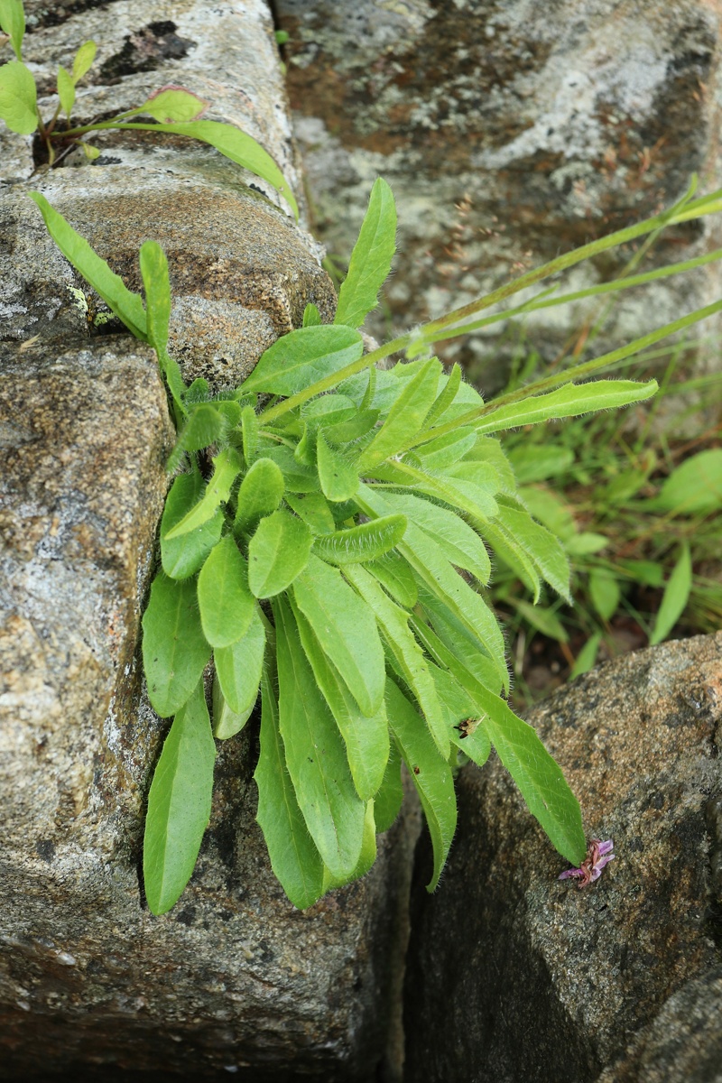 Изображение особи Hieracium glabriligulatum.
