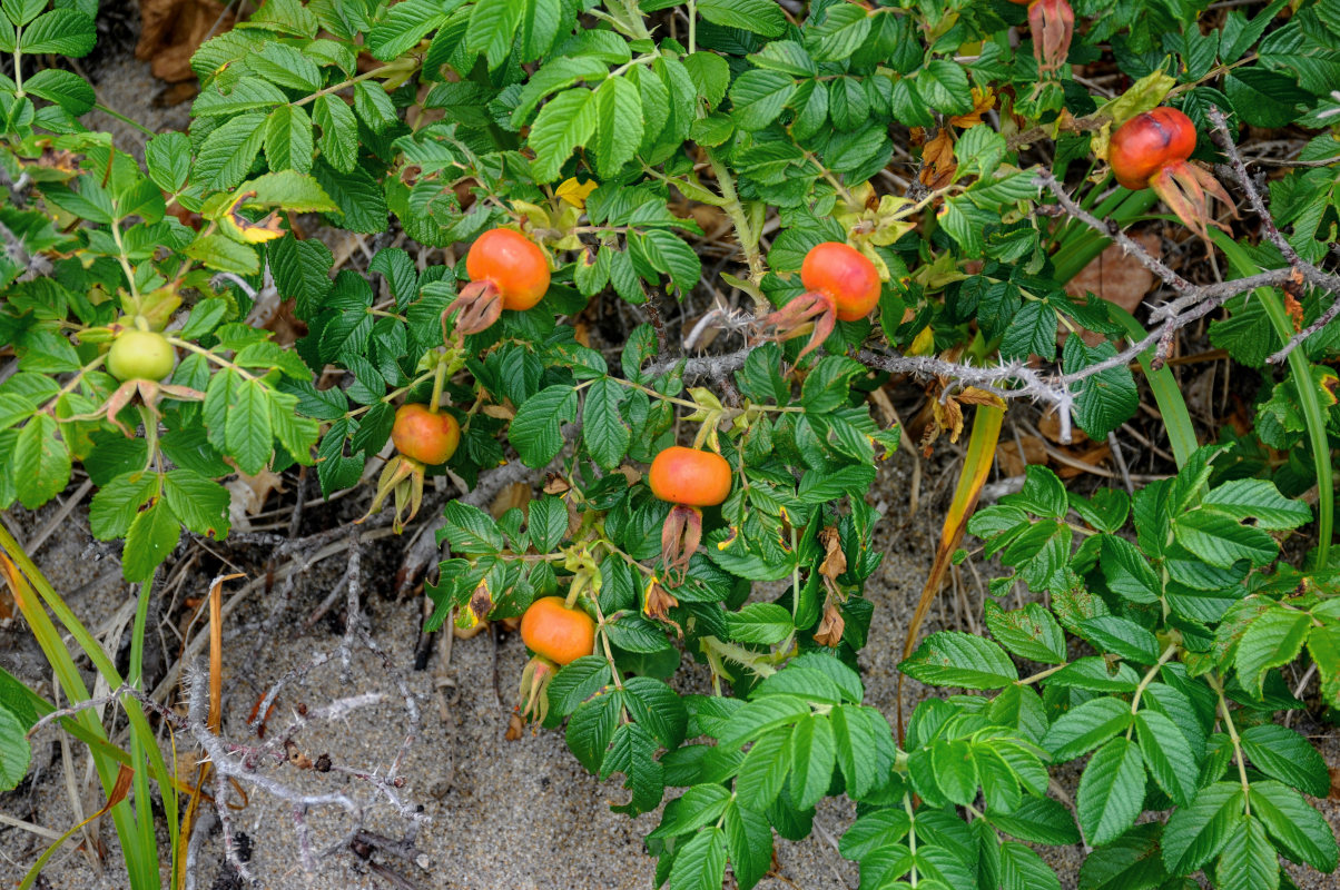 Image of Rosa rugosa specimen.