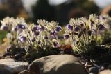 Pulsatilla ajanensis