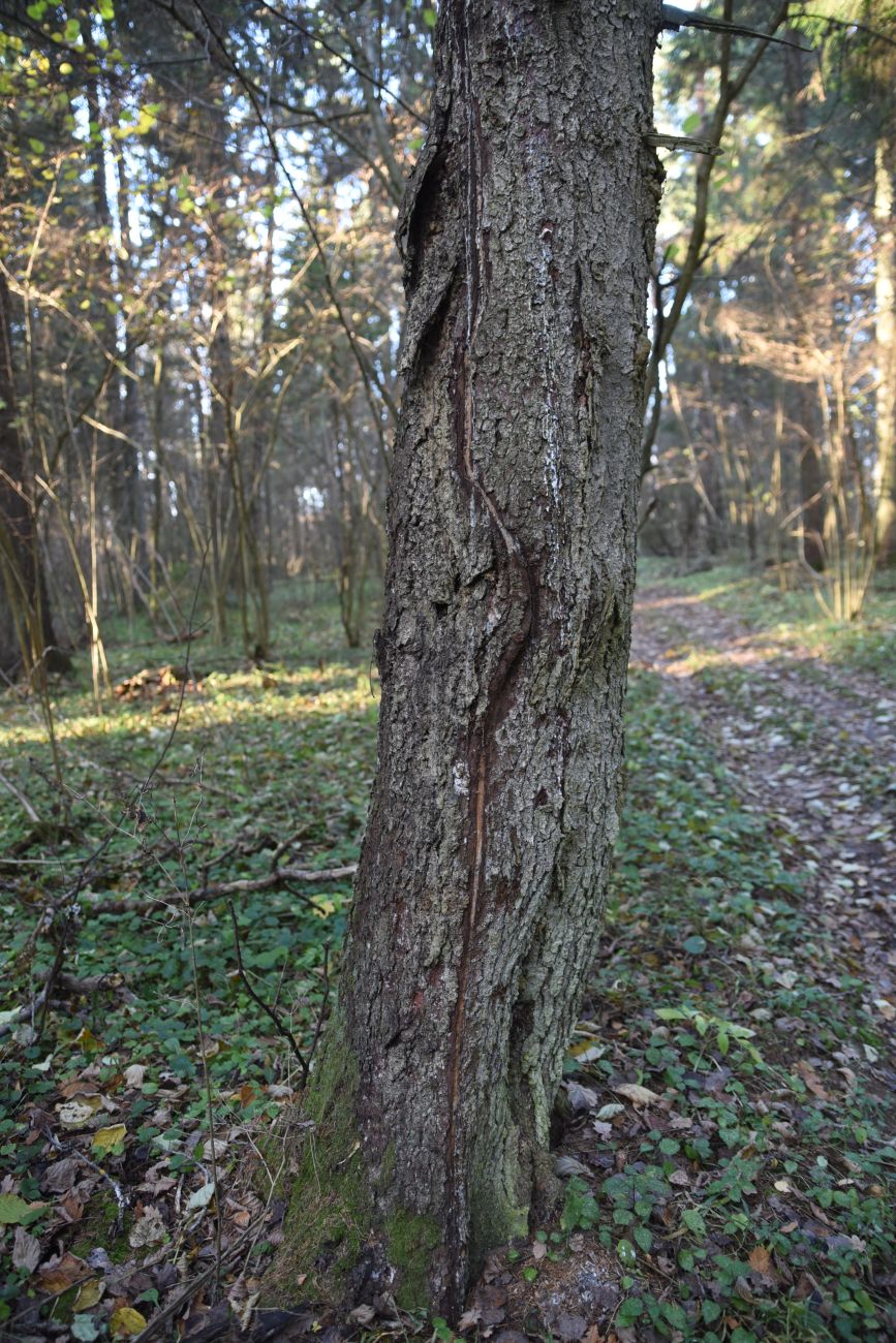 Изображение особи Picea abies.