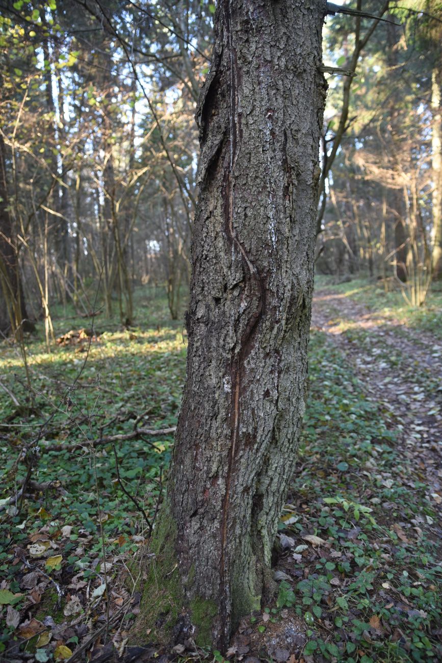 Image of Picea abies specimen.