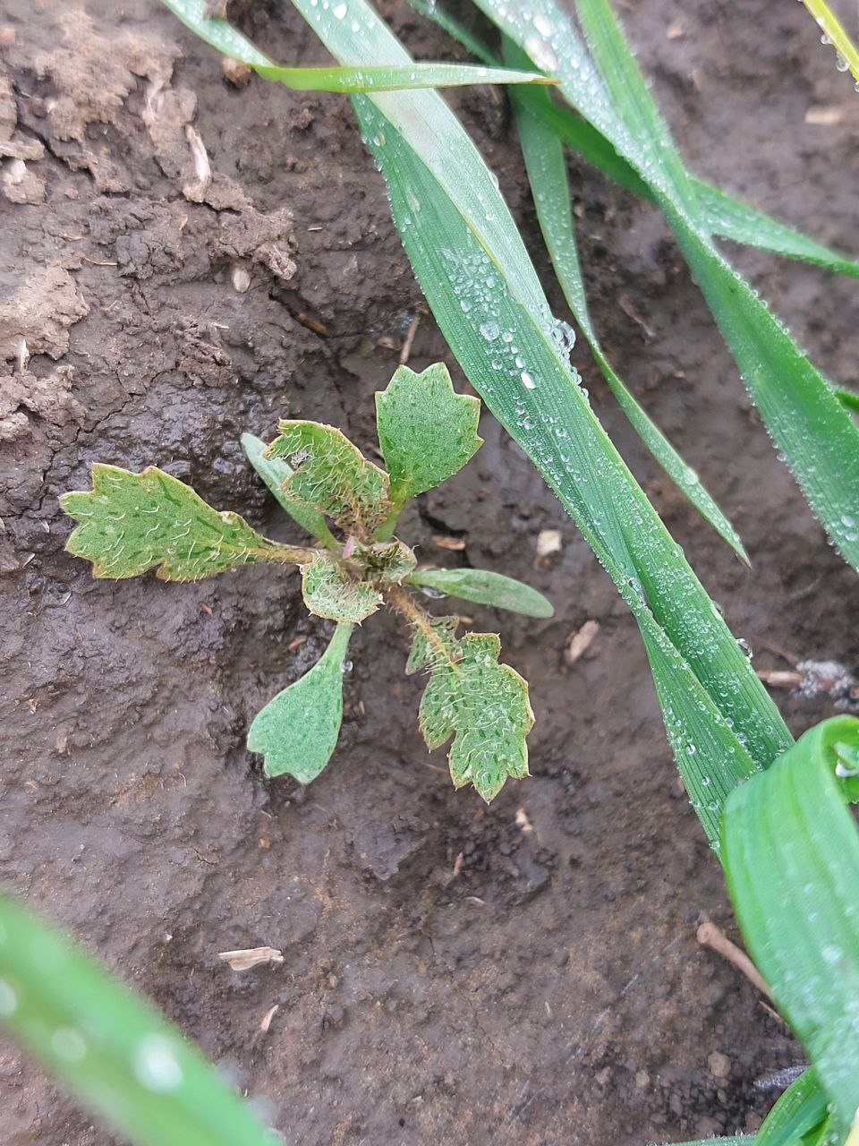 Изображение особи Glaucium flavum.