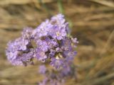 Limonium gmelinii. Часть соцветия. Челябинская обл., Октябрьский р-н, с. Кочердык, ПП оз. Сладкое. 21.08.2010.