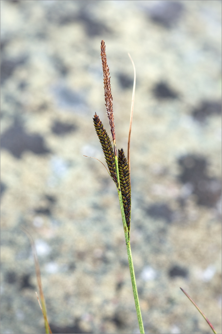 Изображение особи Carex nigra.