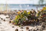 Rubus chamaemorus. Вегетирующее растение. Карелия, восточный берег оз. Топозеро, губа Нильмагуба, песчаный пляж. 24.07.2021.