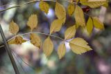Fraxinus syriaca. Часть веточки с листьями в осенней окраске. Израиль, г. Иерусалим, ботанический сад университета. 30.11.2022.