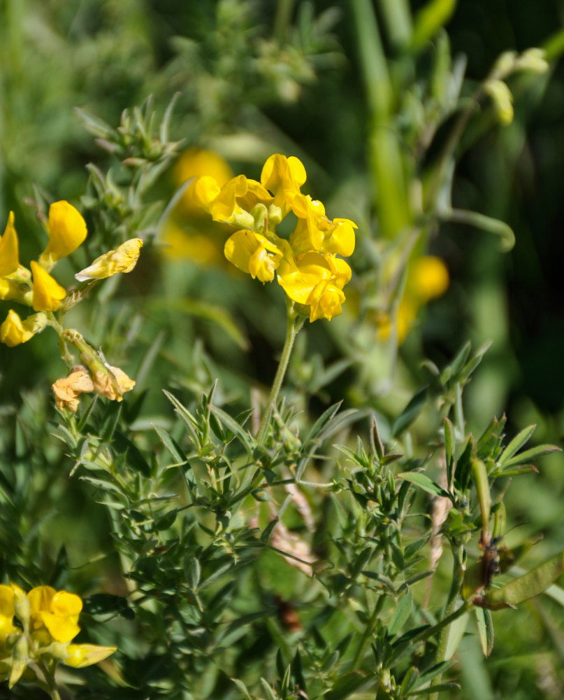 Изображение особи Lathyrus pratensis.