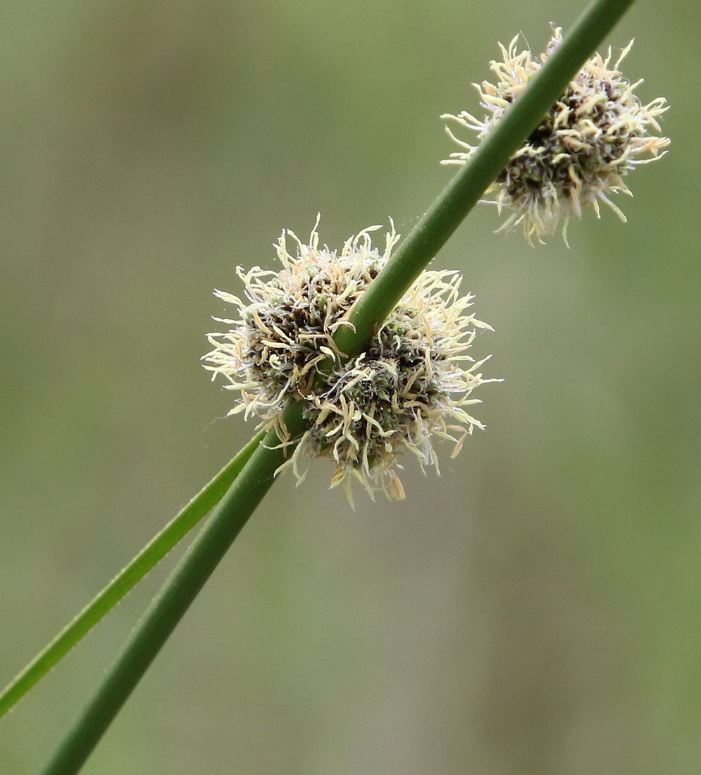 Image of Scirpoides holoschoenus specimen.