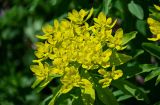 Euphorbia pilosa. Соцветие. Хакасия, Орджоникидзевский р-н, верховья р. Правая Сарала, луговой склон. 08.06.2022.