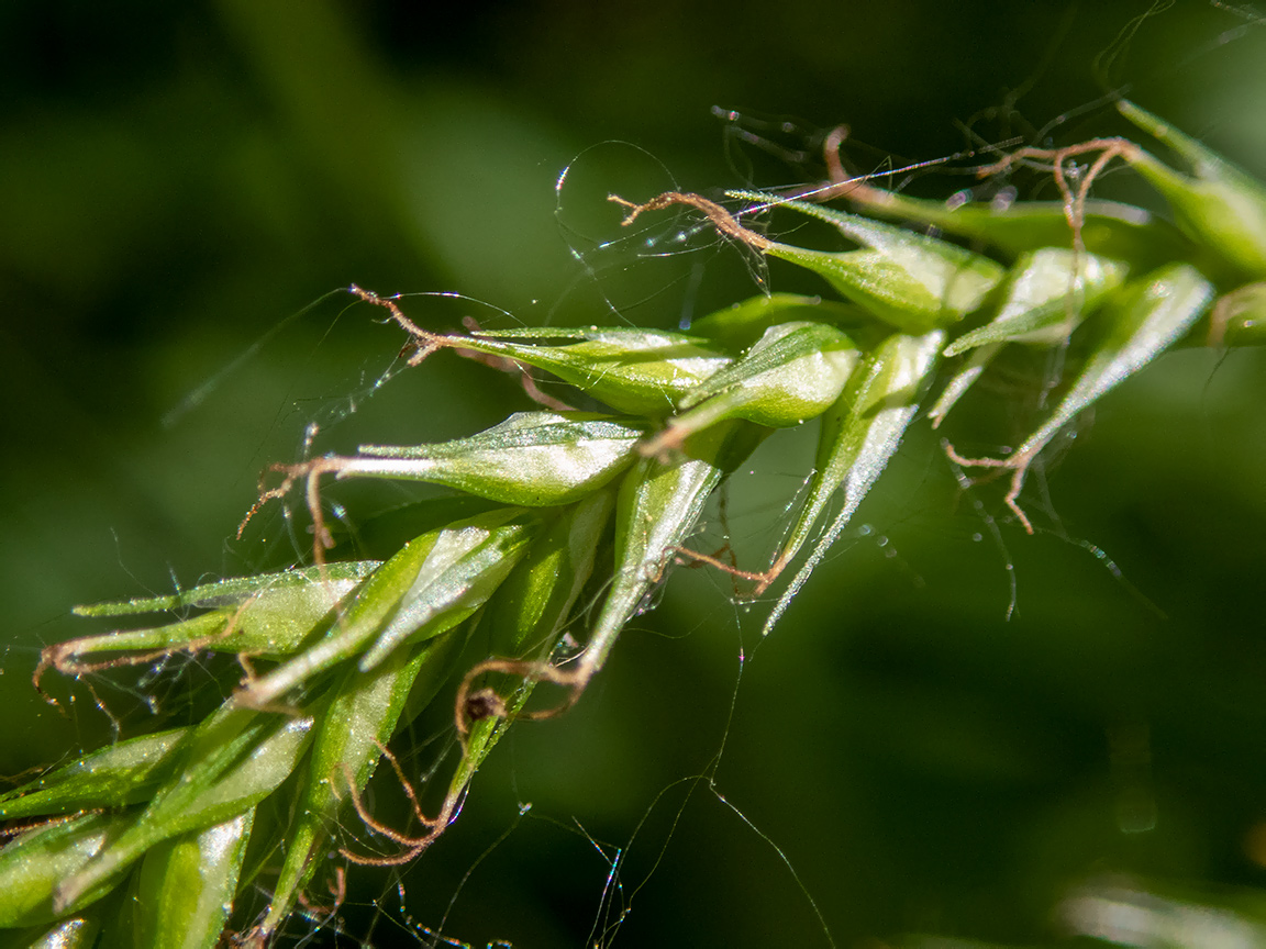 Изображение особи Carex sylvatica.