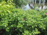 Rosa rugosa. Растения в начале цветения. Московская обл., г. Орехово-Зуево, Парковский мкр., ул. Набережная, берег реки Клязьма. 26.05.2016.