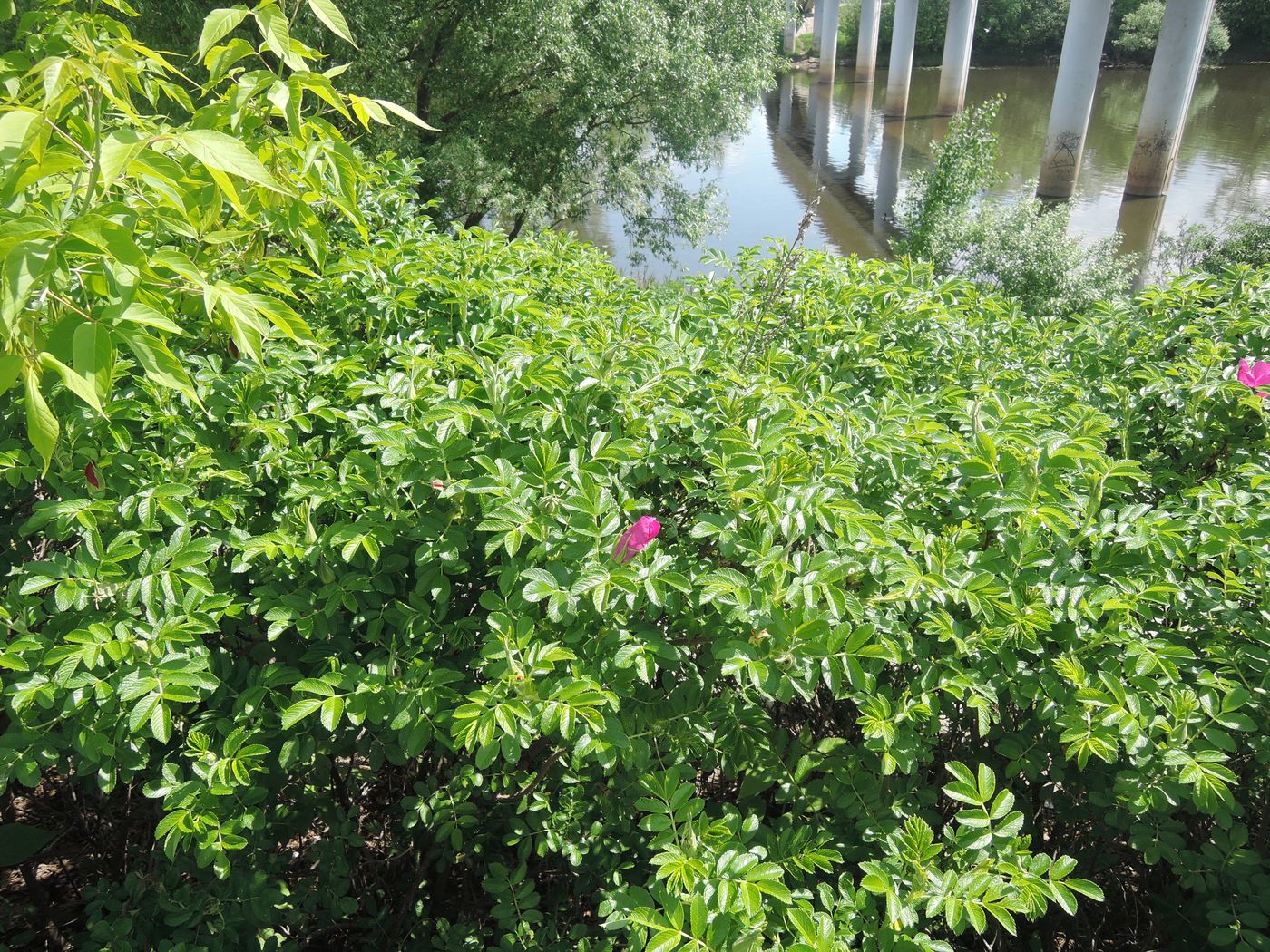 Image of Rosa rugosa specimen.