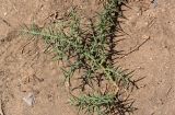Alhagi maurorum. Вегетирующее растение. Египет, мухафаза Эль-Гиза, г. Эль-Гиза, плато Гиза, песчаная пустыня. 28.04.2023.