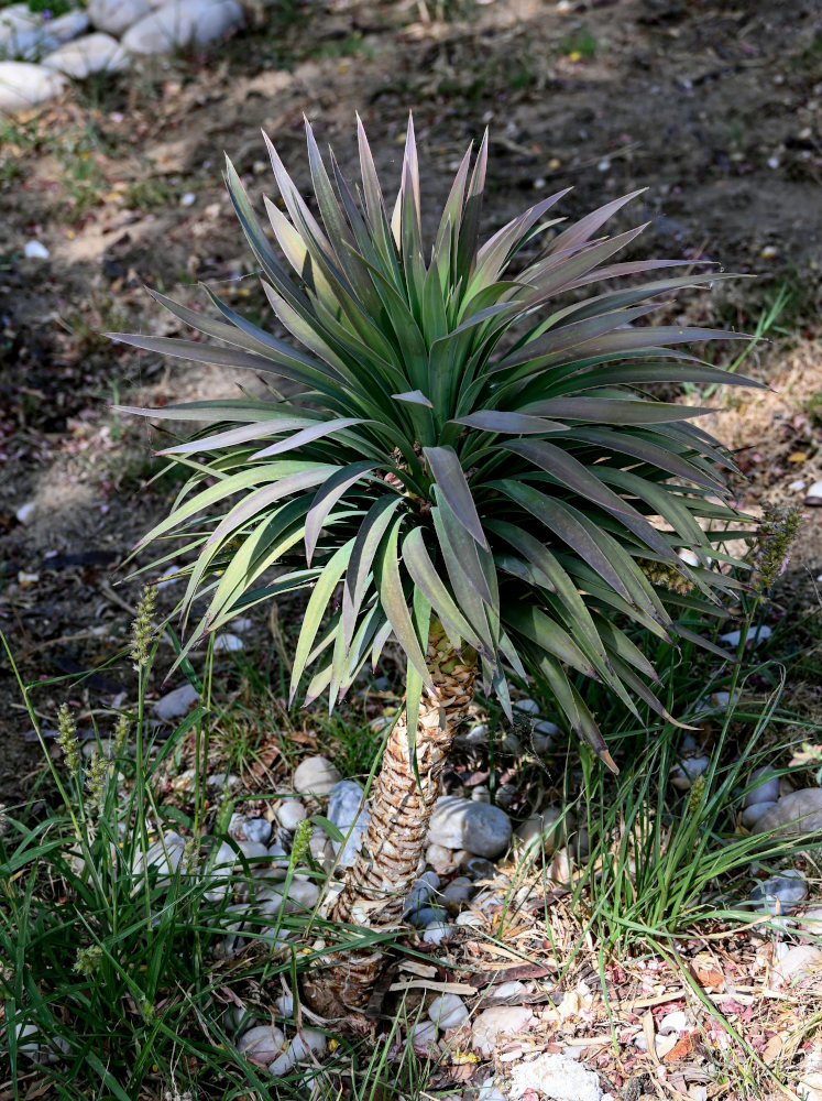 Image of Dracaena arborea specimen.