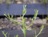 Centaurea diffusa