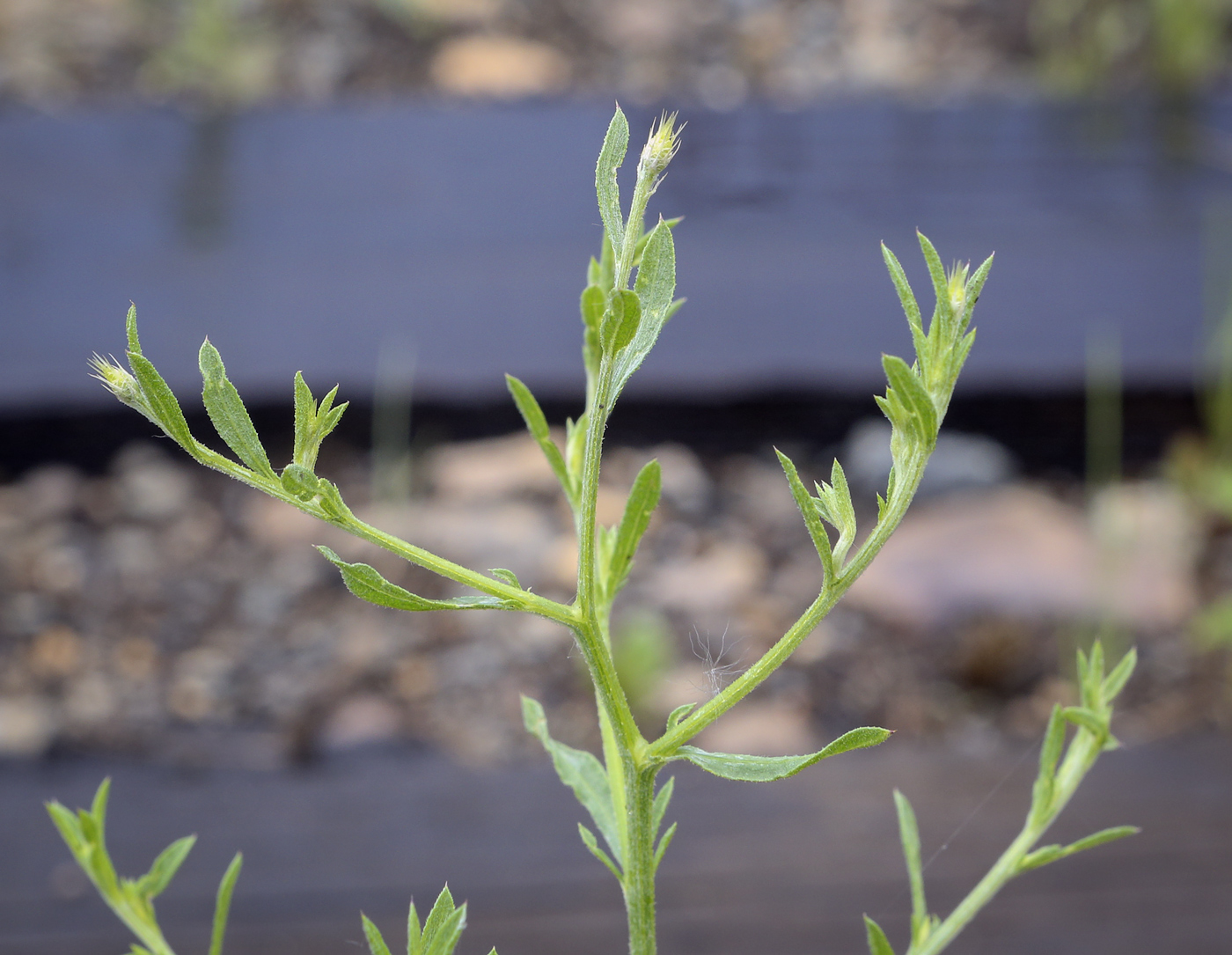 Изображение особи Centaurea diffusa.