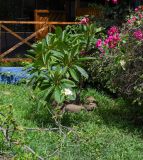 род Plumeria. Цветущее растение. Чили, обл. Valparaiso, провинция Isla de Pascua, г. Hanga Roa, двор гостиницы. 05.03.2023.