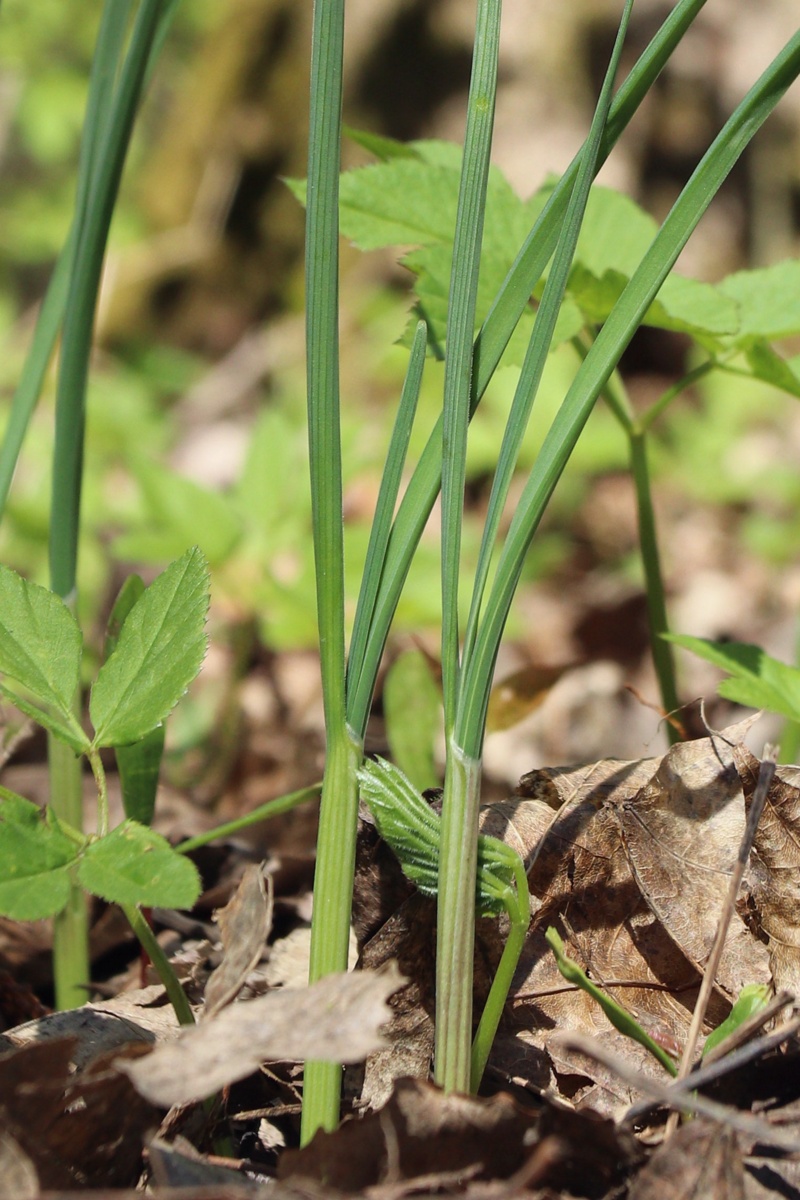 Изображение особи Allium oleraceum.