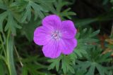 Geranium sanguineum