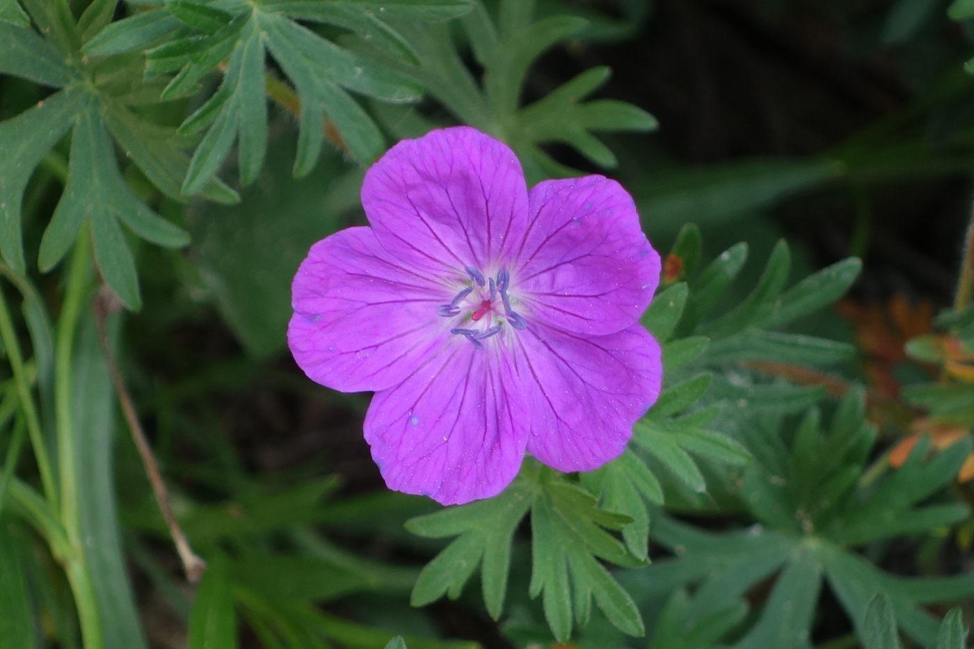 Изображение особи Geranium sanguineum.