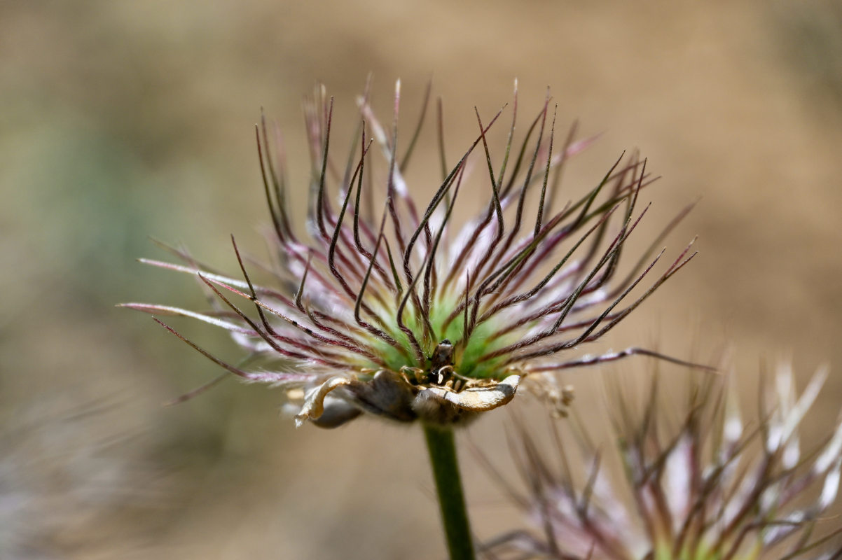 Image of Pulsatilla campanella specimen.