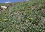 Tragopogon reticulatus