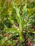 Knautia involucrata