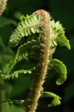 Dryopteris filix-mas. Верхушка разворачивающейся вайи. Ленинградская обл., Ломоносовский р-н, окр. дер. Ломаха; средняя часть склона дол. р. Ламошка, широколиственный лес. 21.05.2023.