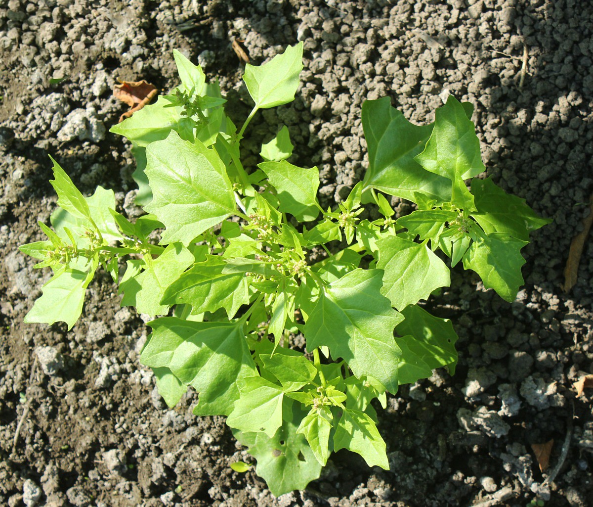 Изображение особи Oxybasis chenopodioides.