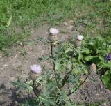 Смотреть изображение Cirsium buschianum