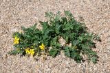 Potentilla bifurca