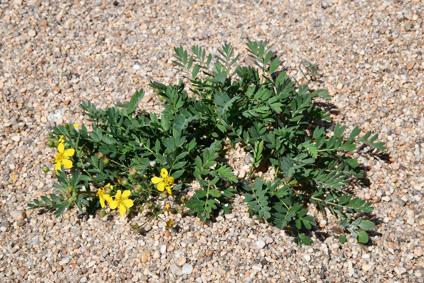 Изображение особи Potentilla bifurca.