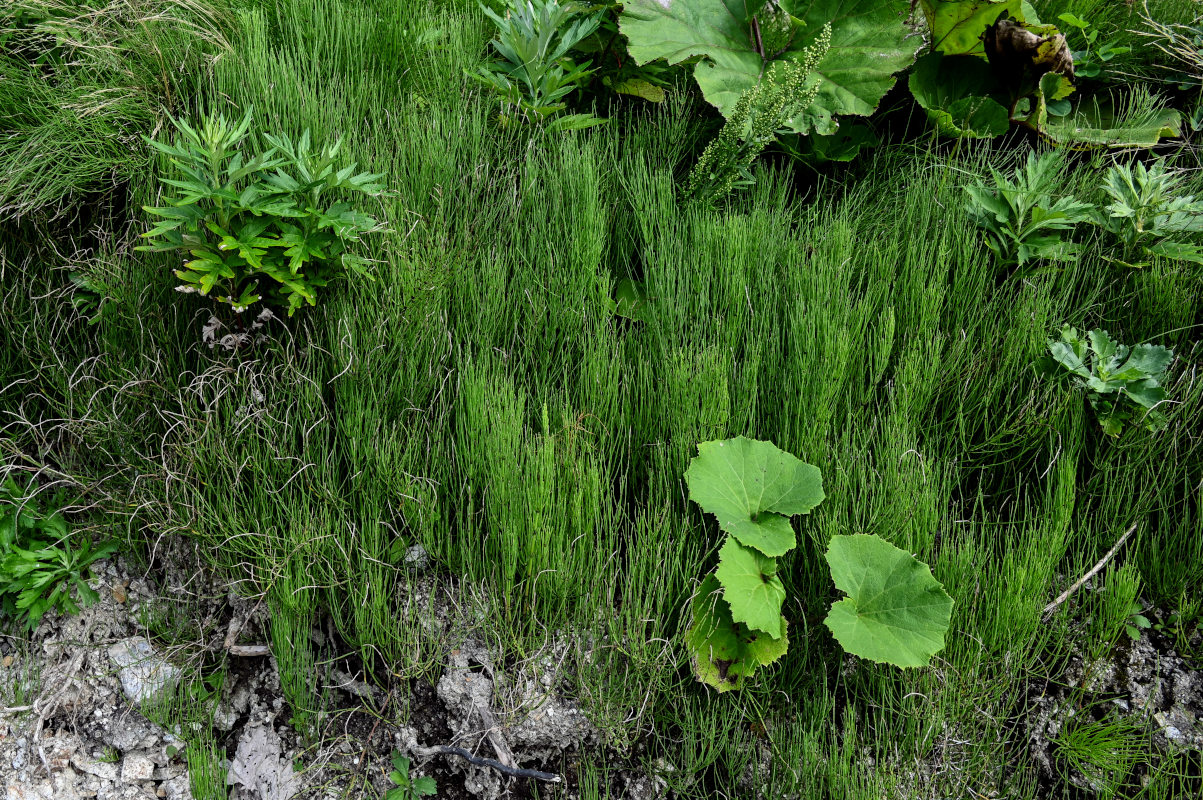 Image of Equisetum arvense specimen.