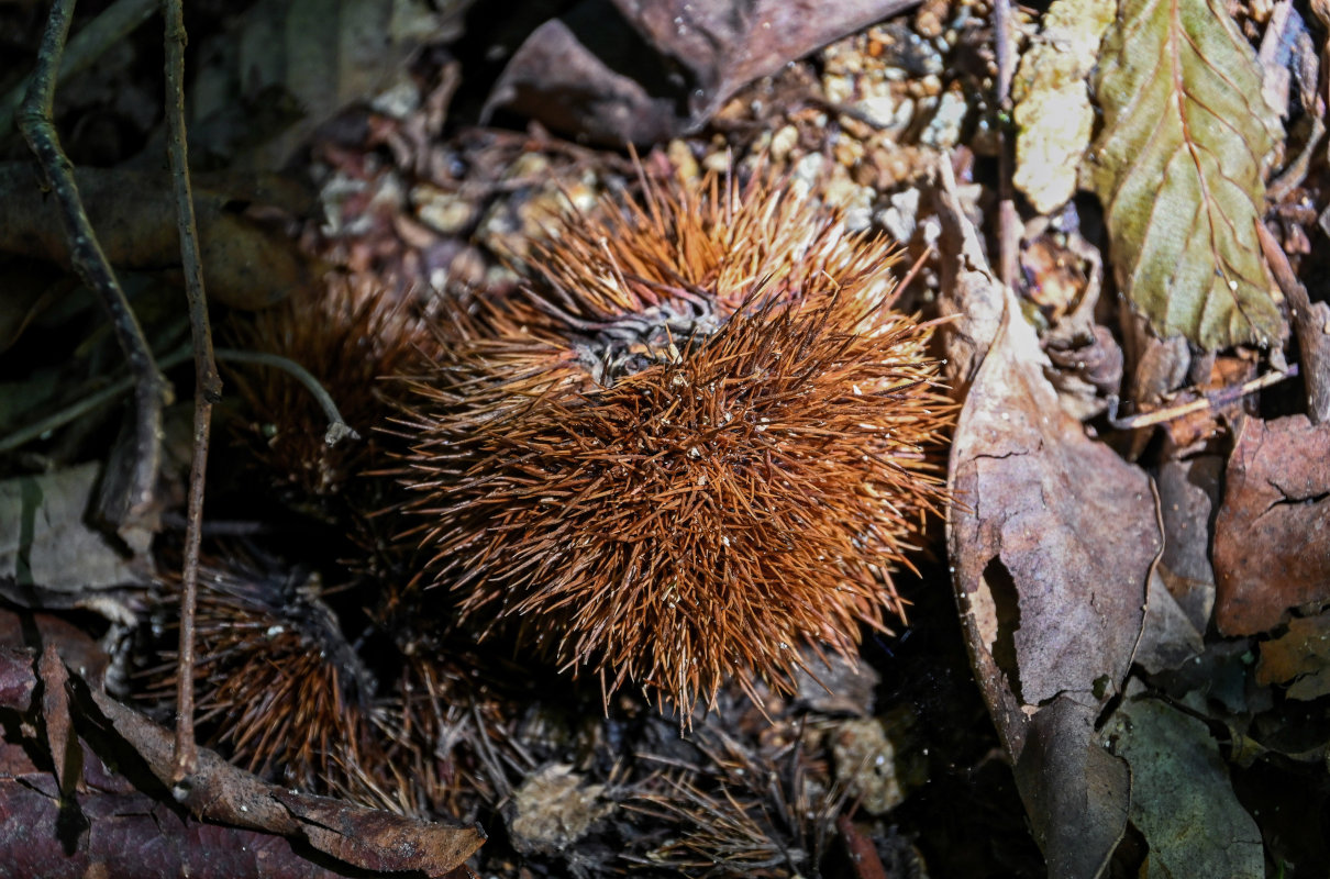 Изображение особи Castanea sativa.