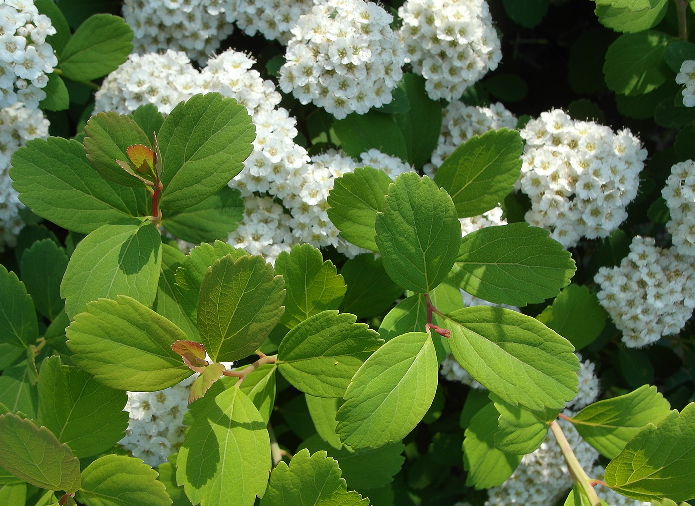 Изображение особи род Spiraea.