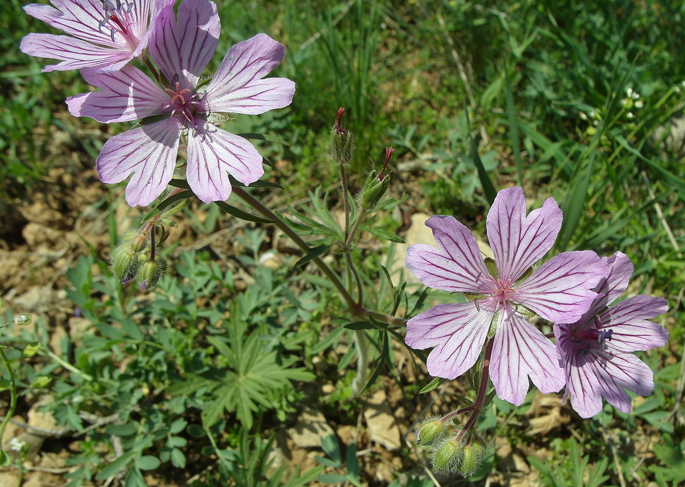 Изображение особи Geranium transversale.