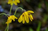 Arnica iljinii