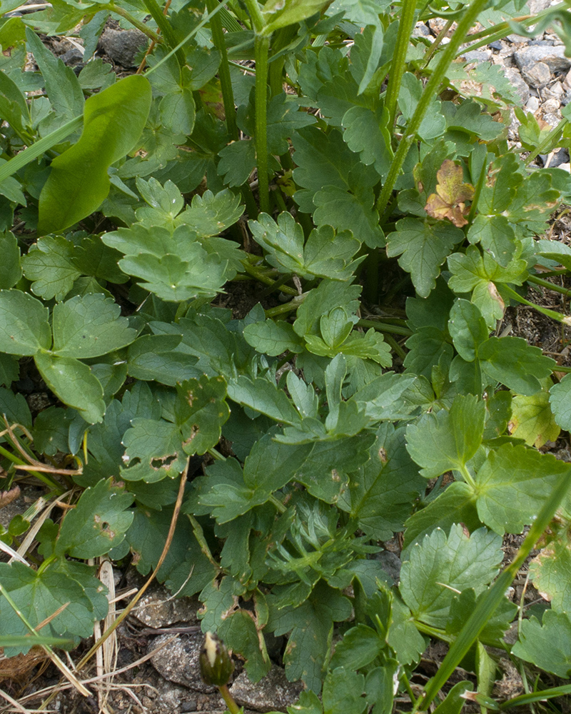 Image of Heracleum apiifolium specimen.