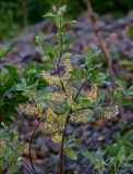 род Salix. Ветвь с соплодиями. Красноярский край, гор. округ Норильск, пос. Снежногорск, побережье Усть-Хантайского водохранилища, каменистый склон. 21.07.2023.