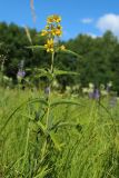 Lysimachia vulgaris. Верхушка цветущего растения. Новгородская обл., Новгородский р-н, дер. Юрьево напротив музея «Витославлицы», луг (бывший сенокос?) среди леса. 24.07.2023.