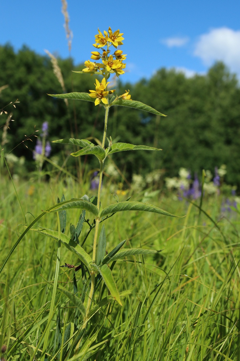 Image of Lysimachia vulgaris specimen.