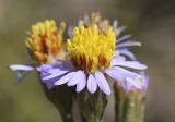 Tripolium pannonicum