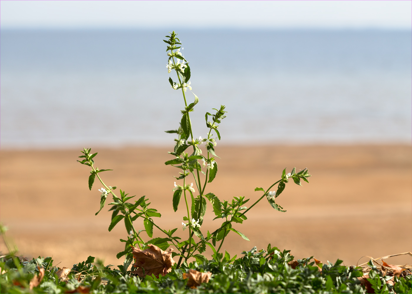 Изображение особи Stachys annua.