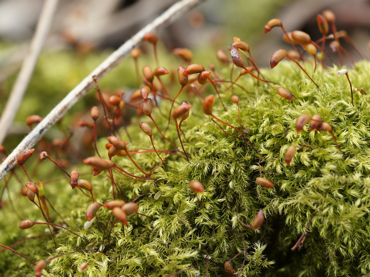 Изображение особи семейство Brachytheciaceae.