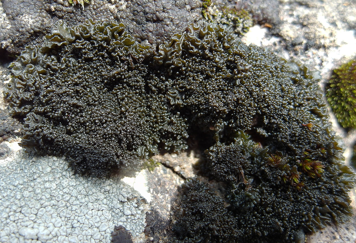 Image of Collema cristatum var. marginale specimen.
