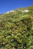 Rhododendron caucasicum