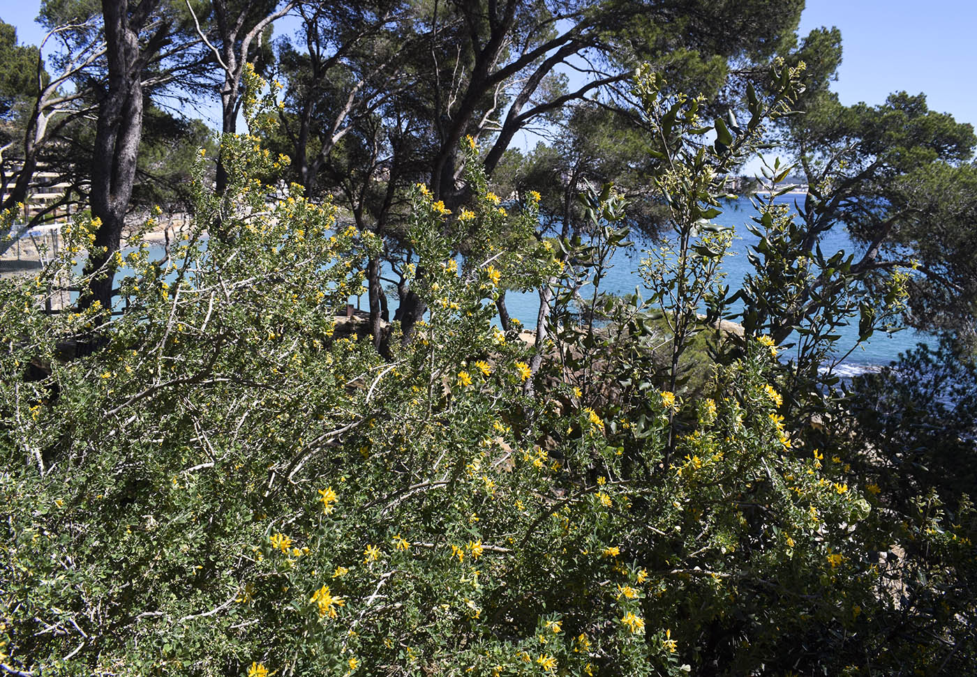 Image of Medicago arborea specimen.