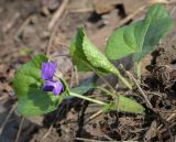 Viola odorata