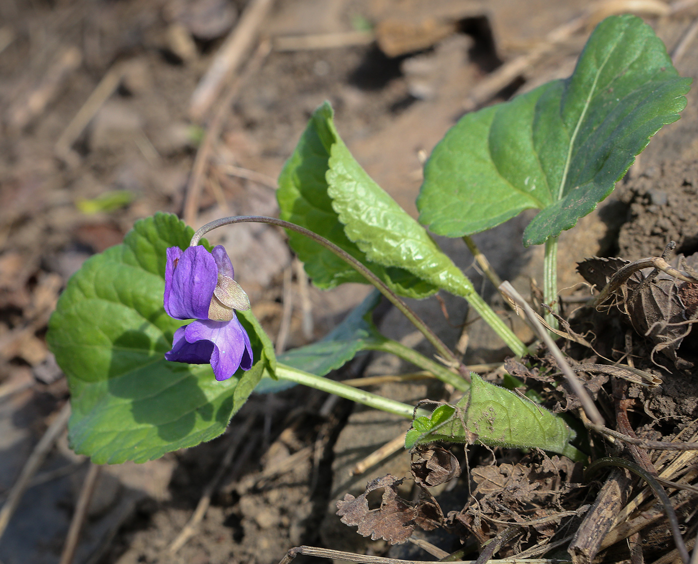 Image of Viola odorata specimen.